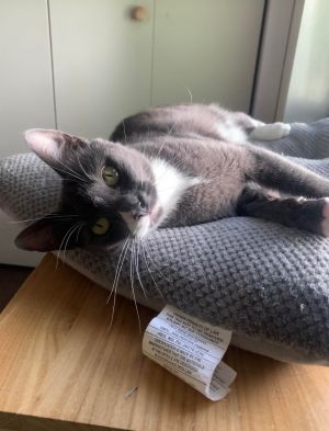 PORTABELLA