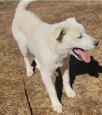 Terra, an adoptable Siberian Husky, Great Pyrenees in Mouth of Wilson, VA, 24363 | Photo Image 2