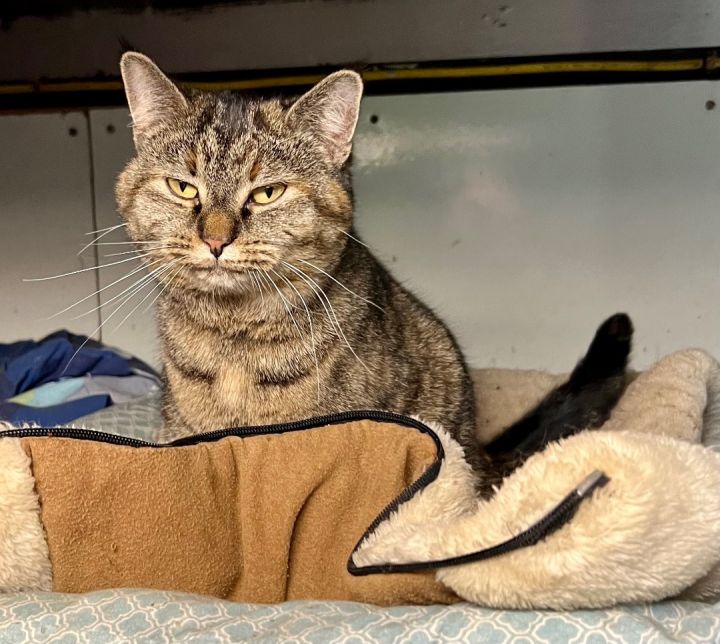 Luna, an adoptable Tabby & Domestic Short Hair Mix in Frametown, WV_image-4