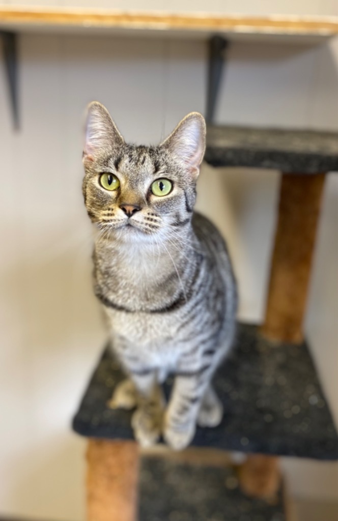 Gravy, an adoptable Domestic Short Hair in Portland, IN_image-1
