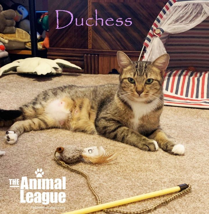 Duchess, an adoptable Domestic Short Hair Mix in Clermont, FL_image-1