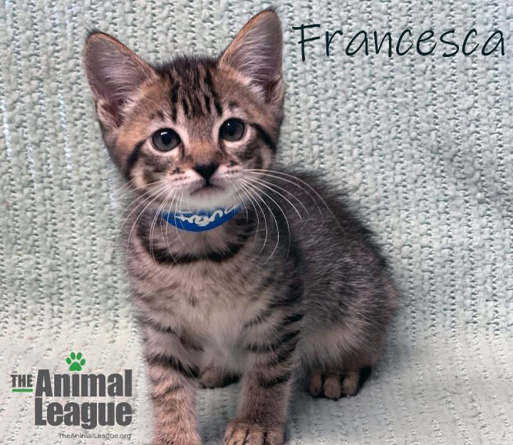 Francesca, an adopted Domestic Short Hair Mix in Clermont, FL_image-2