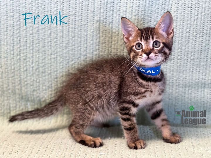 Frank, an adopted Domestic Short Hair Mix in Clermont, FL_image-1