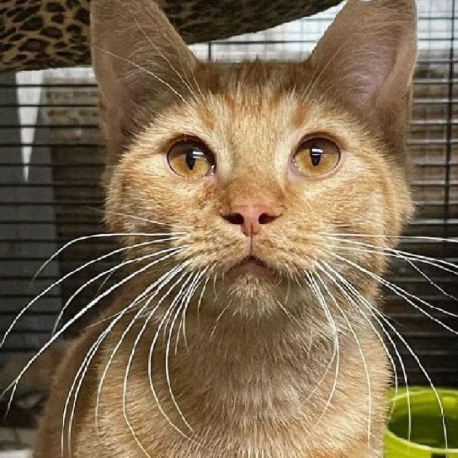 Marmalade