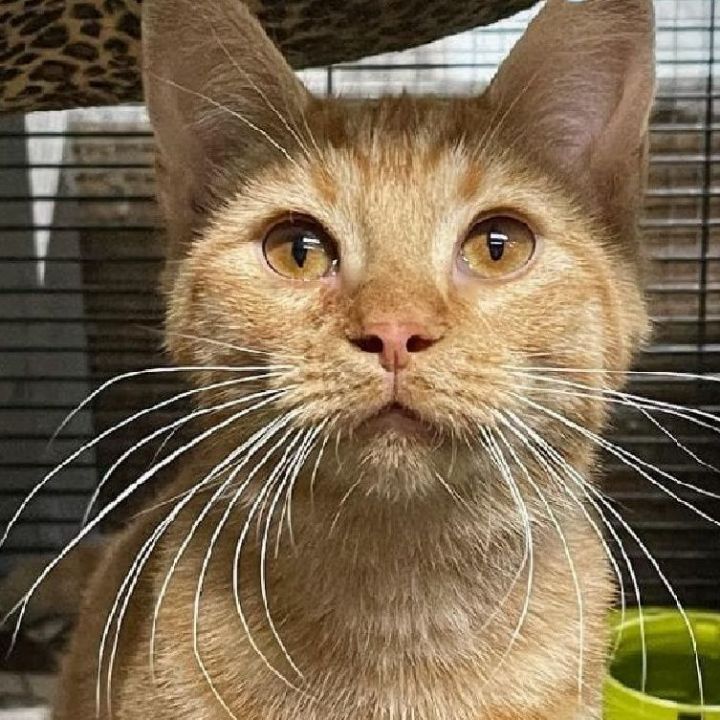 Marmalade, an adoptable Domestic Short Hair Mix in Independence, IA_image-1