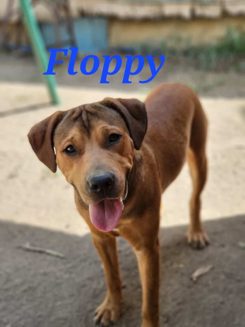 Floppy