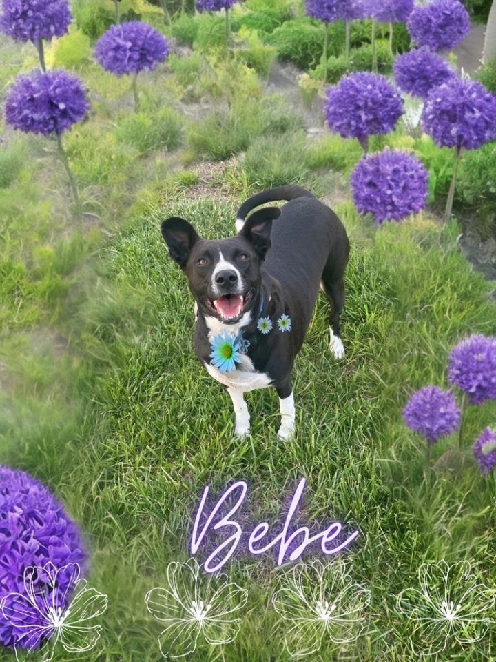 Bee Bee, an adoptable Mixed Breed in Xenia, OH_image-4