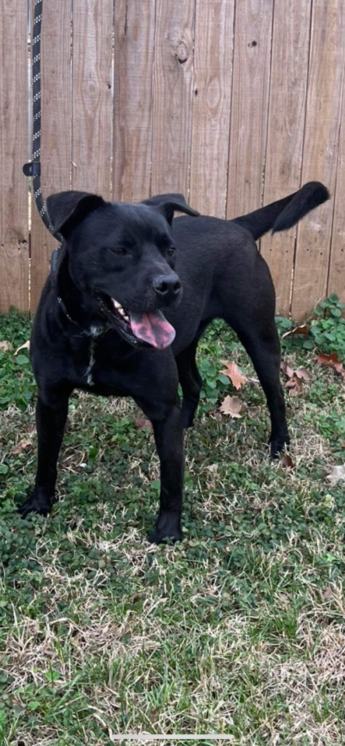 Tom (LF-Fostered in TN) 6