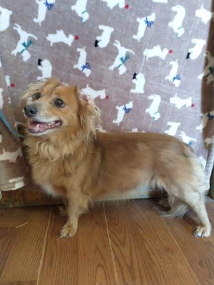 Arlo, an adoptable Dachshund in Apple Valley, CA, 92307 | Photo Image 1