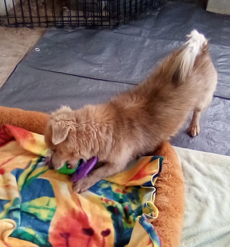 Arlo- **, an adoptable Dachshund in Apple Valley, CA, 92307 | Photo Image 2