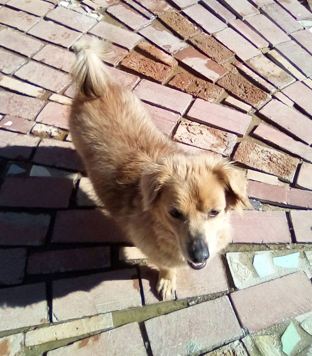 Arlo, an adoptable Dachshund in Apple Valley, CA, 92307 | Photo Image 3