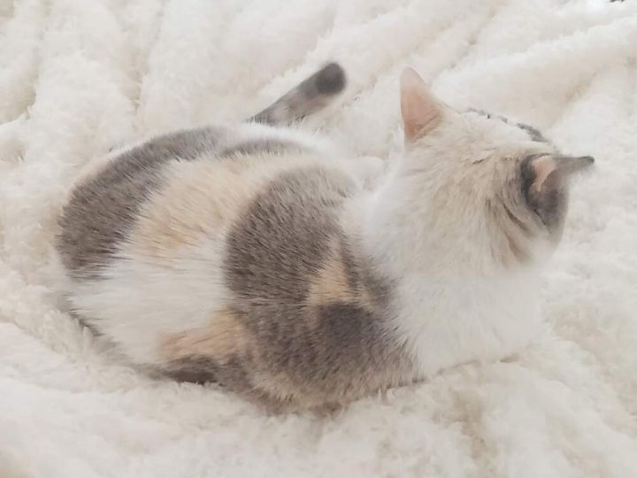 Lilu 3