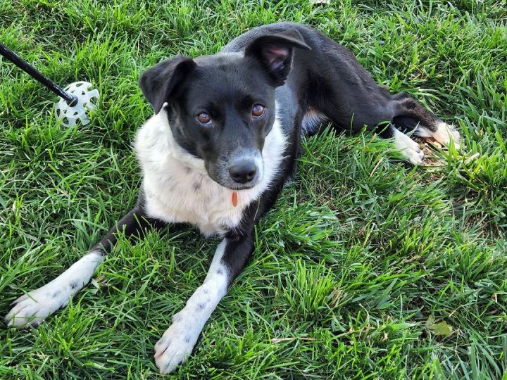 Dayli, an adopted Border Collie & Cattle Dog Mix in Loveland, CO_image-1