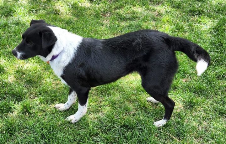 Dayli, an adopted Border Collie & Cattle Dog Mix in Loveland, CO_image-3