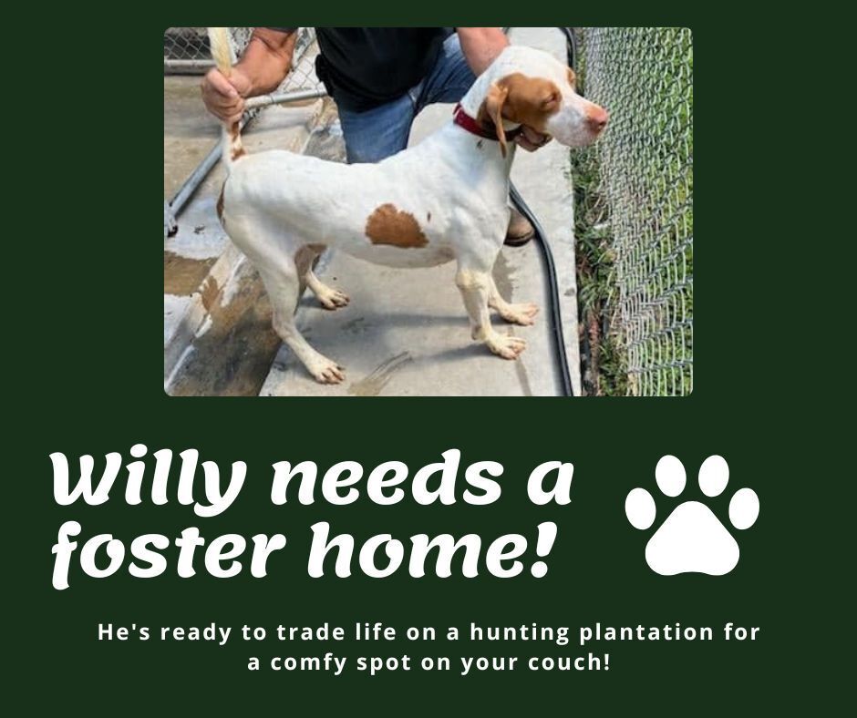 Needs Foster Willy (SC)