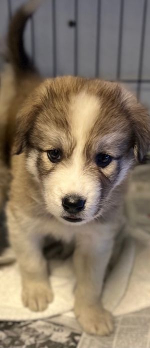 This litter is interesting They are beautiful and a mix of several things Aussie Poodle Huskies