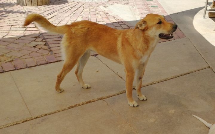 Tony, an adoptable Labrador Retriever & Shepherd Mix in Apple Valley, CA_image-2