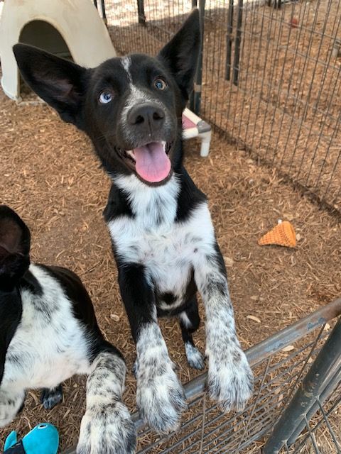 Border collie queensland store mix