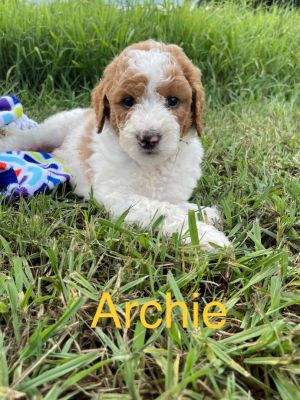 Reba’s Goldendoodle pups