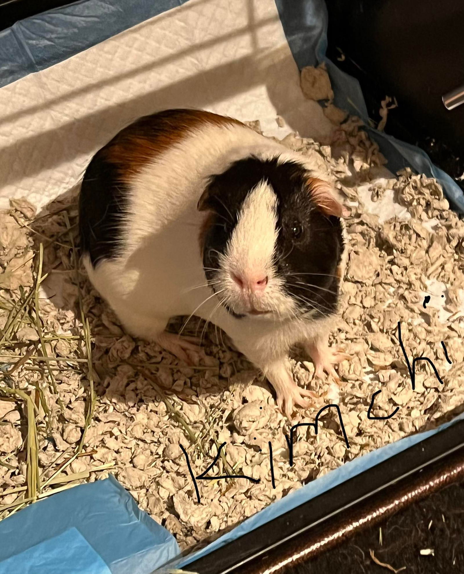 Guinea Pig for adoption Kimchi and Willow GUINEA PIGS, a Guinea Pig
