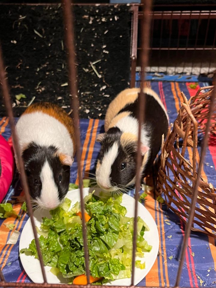 Kimchi and Willow GUINEA PIGS, an adoptable Guinea Pig in Rockaway, NJ_image-2