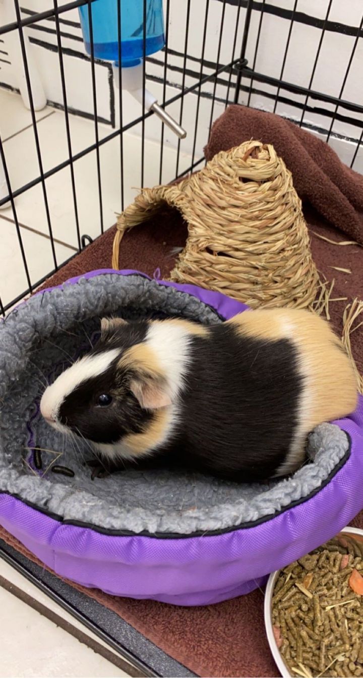 Kimchi and Willow GUINEA PIGS 3