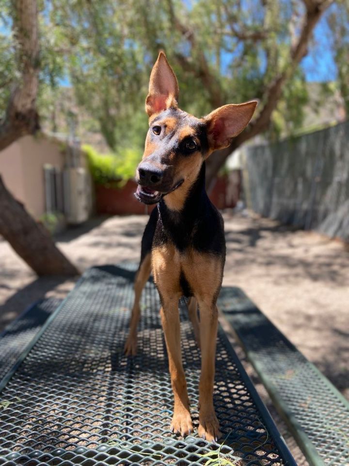 om knus Lave om Dog for adoption - Bambi, a Doberman Pinscher & German Shepherd Dog Mix in  Laguna Beach, CA | Petfinder