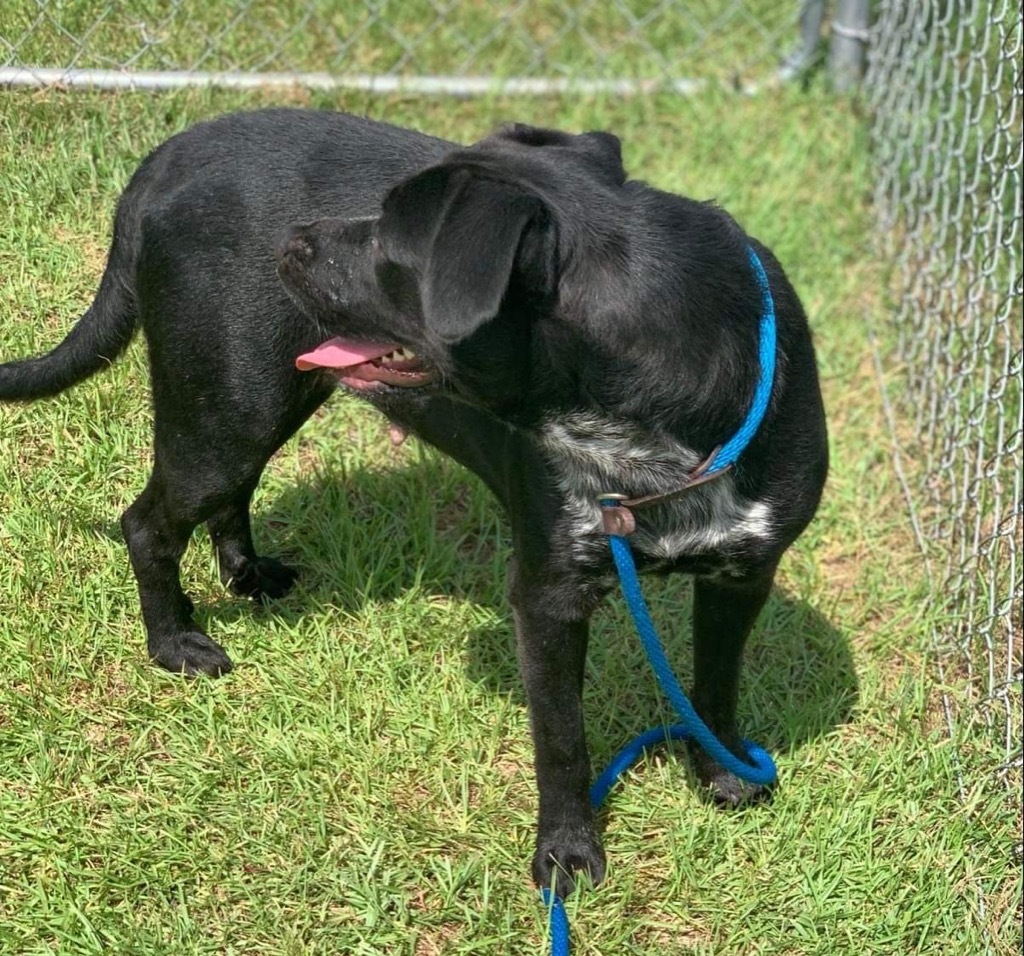 Grace, an adoptable Labrador Retriever in Darlington, SC, 29532 | Photo Image 3