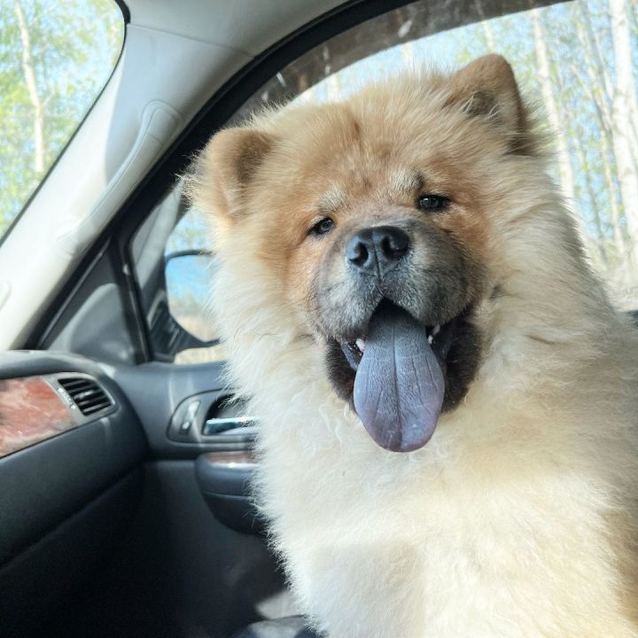 Simba, an adopted Chow Chow in Minneapolis, MN_image-1