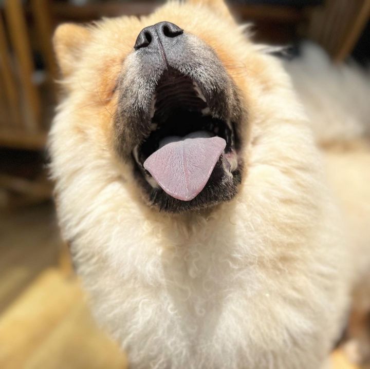 Simba, an adopted Chow Chow in Minneapolis, MN_image-2