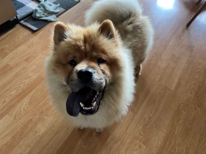 Simba, an adopted Chow Chow in Minneapolis, MN_image-3