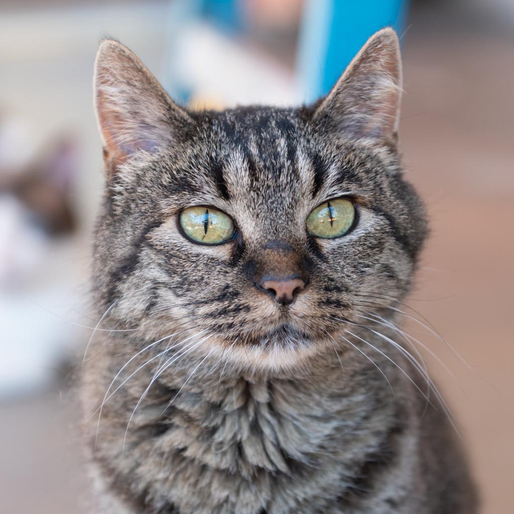 Deb, an adoptable Domestic Short Hair in Kanab, UT, 84741 | Photo Image 1