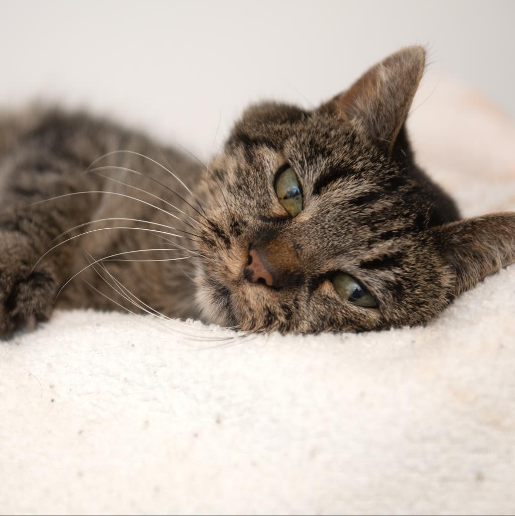 Deb, an adoptable Domestic Short Hair in Kanab, UT, 84741 | Photo Image 3