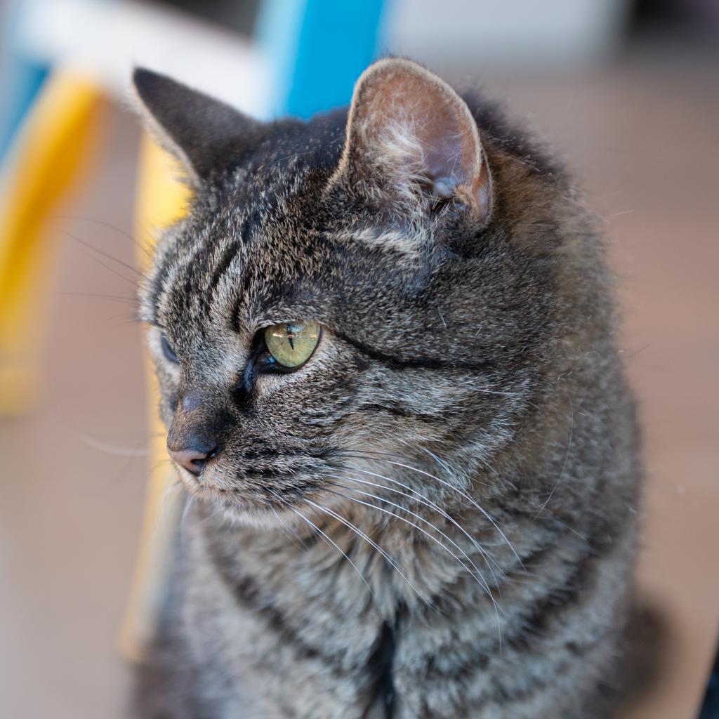 Deb, an adoptable Domestic Short Hair in Kanab, UT, 84741 | Photo Image 5