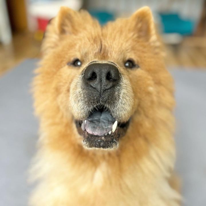 Mufasa, an adopted Chow Chow in Minneapolis, MN_image-1