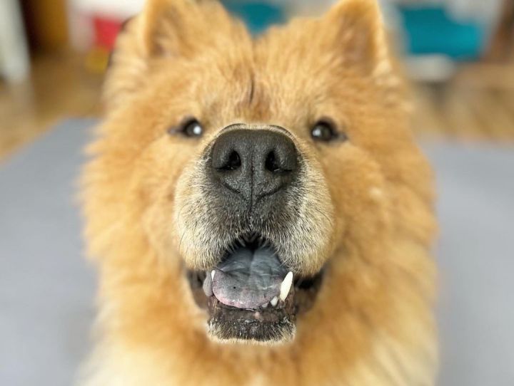 Mufasa, an adopted Chow Chow in Minneapolis, MN_image-3
