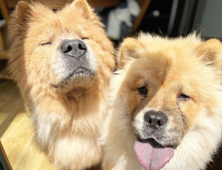 Mufasa, an adopted Chow Chow in Minneapolis, MN_image-5