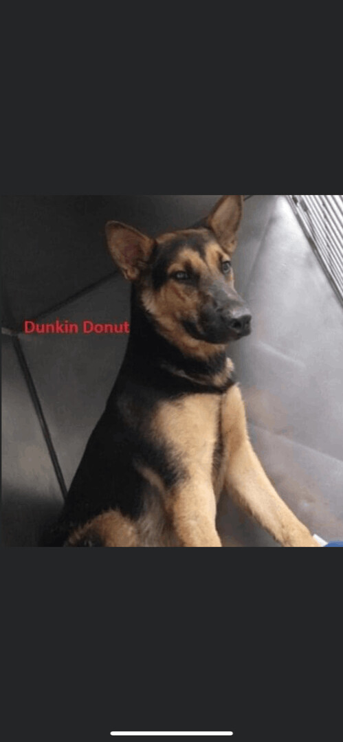 Dunkin Donut, an adoptable German Shepherd Dog in Wantagh, NY_image-2