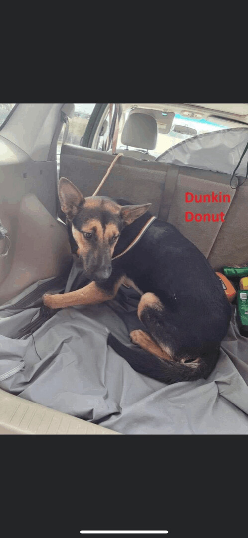Dunkin Donut, an adoptable German Shepherd Dog in Wantagh, NY_image-3