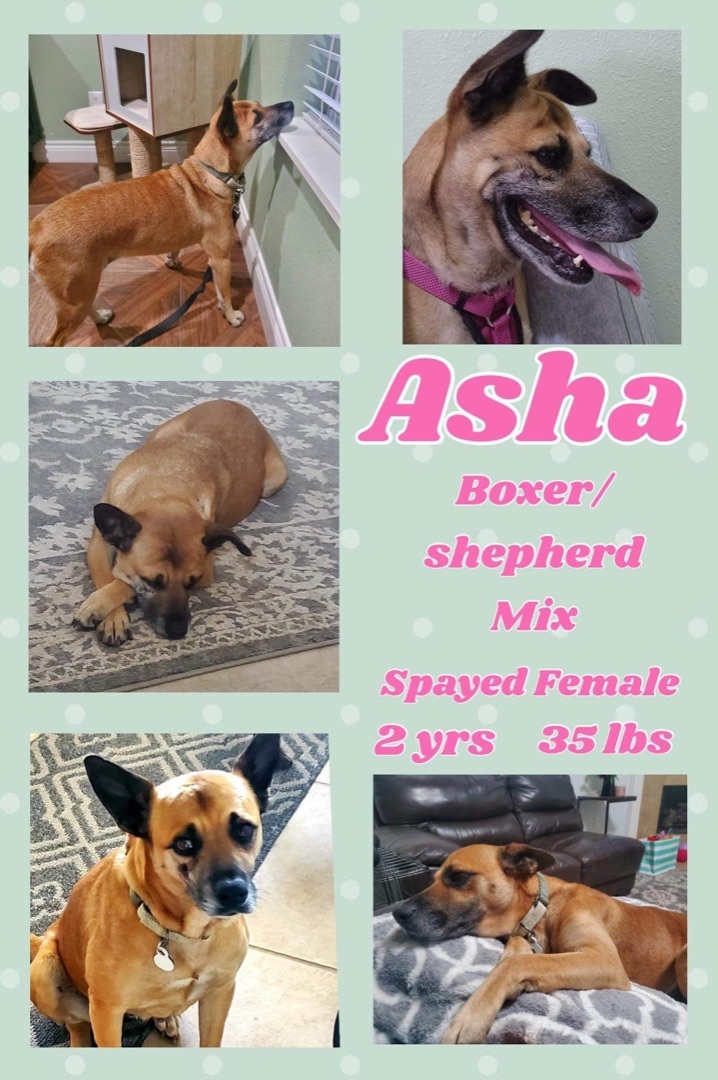 Asha (TX adopt only)