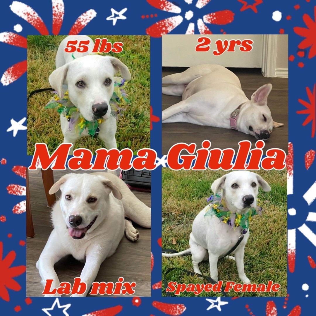 Giulia (TX adopt only)