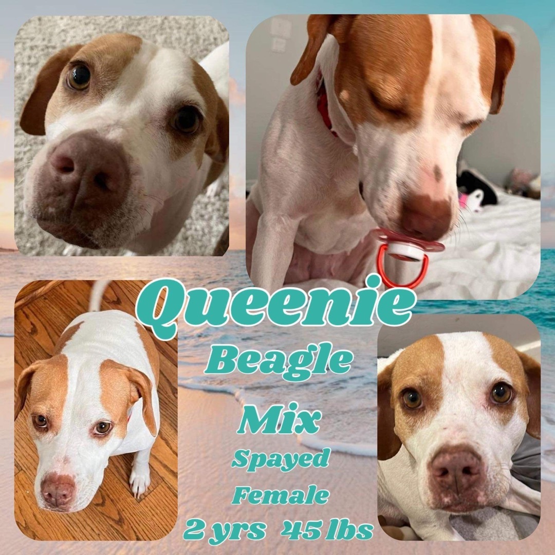 Queenie (TX adopt only)