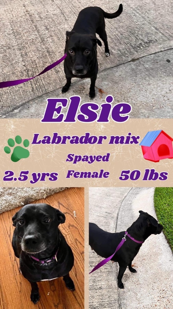 Elsie (TX adopt only)