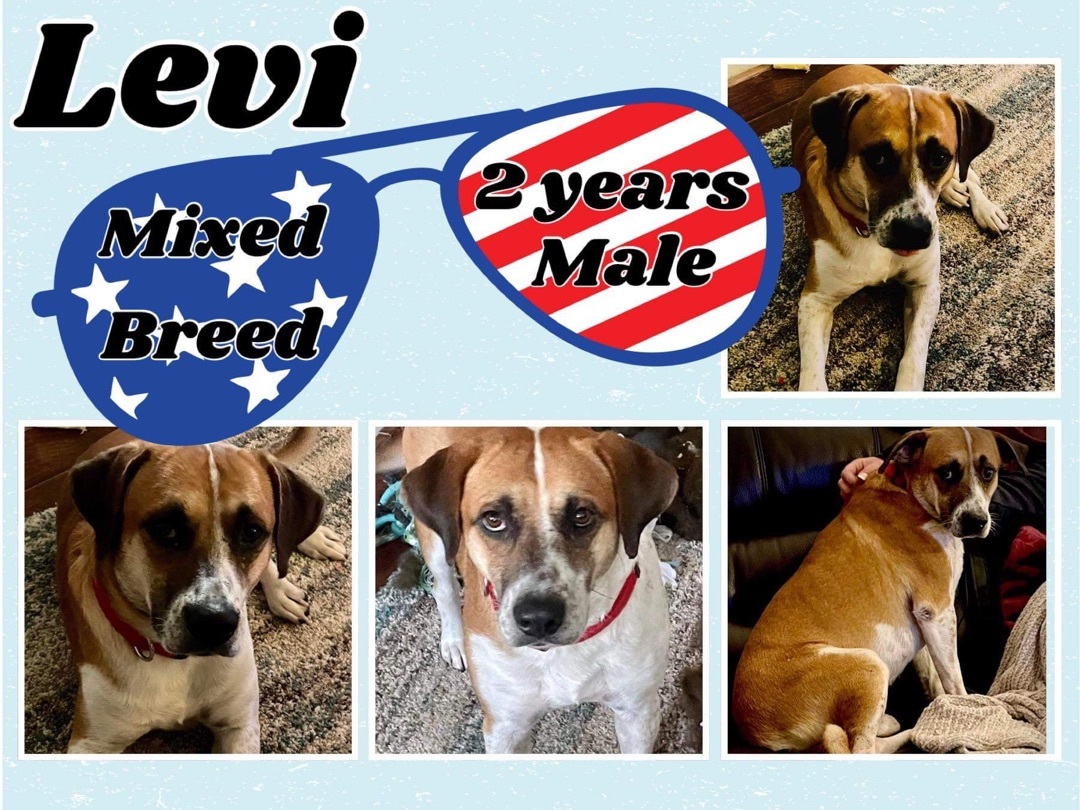 Levi (TX adopt only)