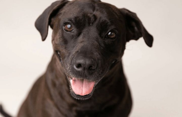 Sable, an adoptable Patterdale Terrier / Fell Terrier Mix in Cypress, TX_image-3