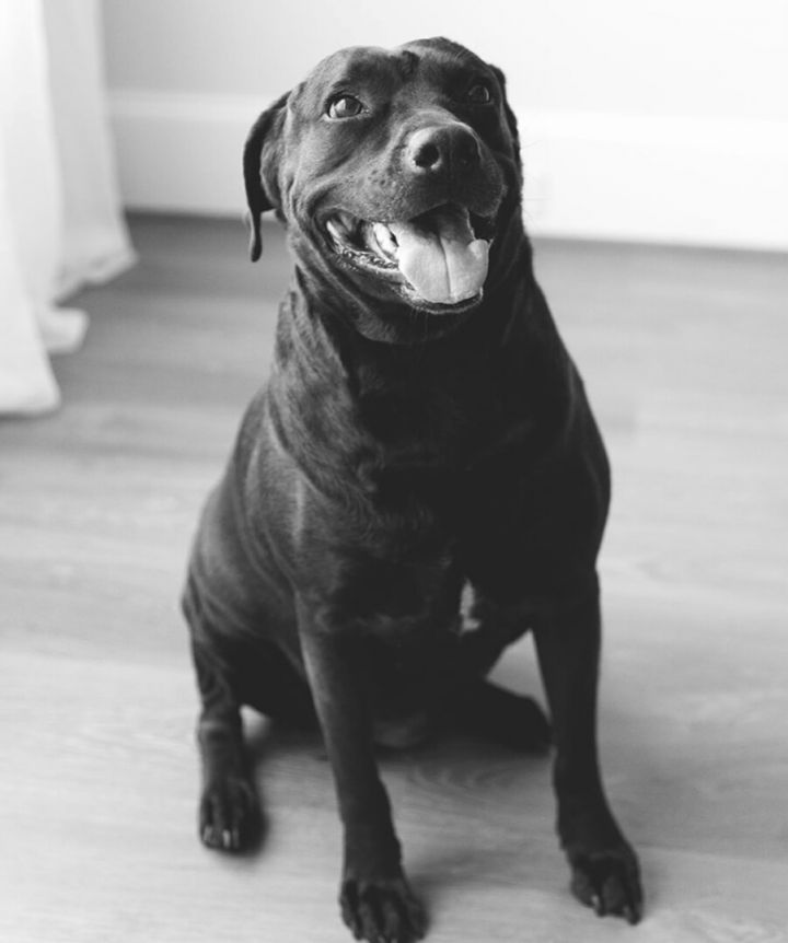 Sable, an adoptable Labrador Retriever Mix in Cypress, TX_image-4