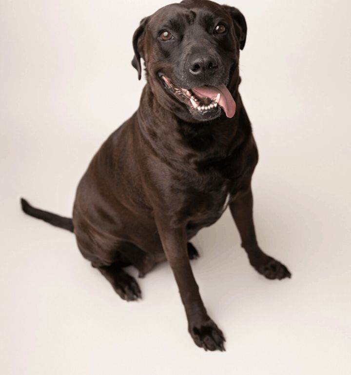Sable, an adoptable Labrador Retriever Mix in Cypress, TX_image-5