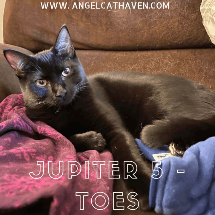 The Jupiter litter! (Males and Females), an adoptable Domestic Short Hair in Plainville, MA_image-1
