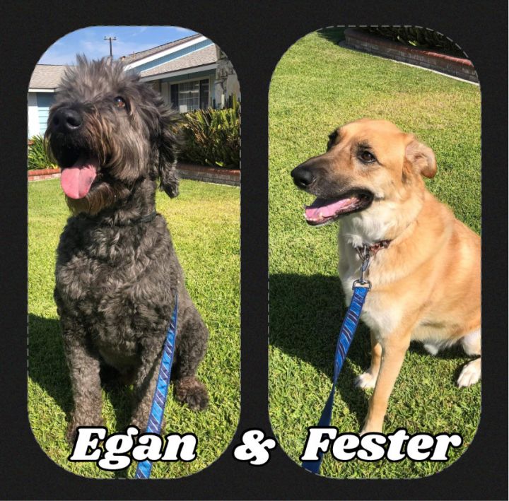 Egan & Fester, an adoptable Mixed Breed in Huntington Park, CA_image-1
