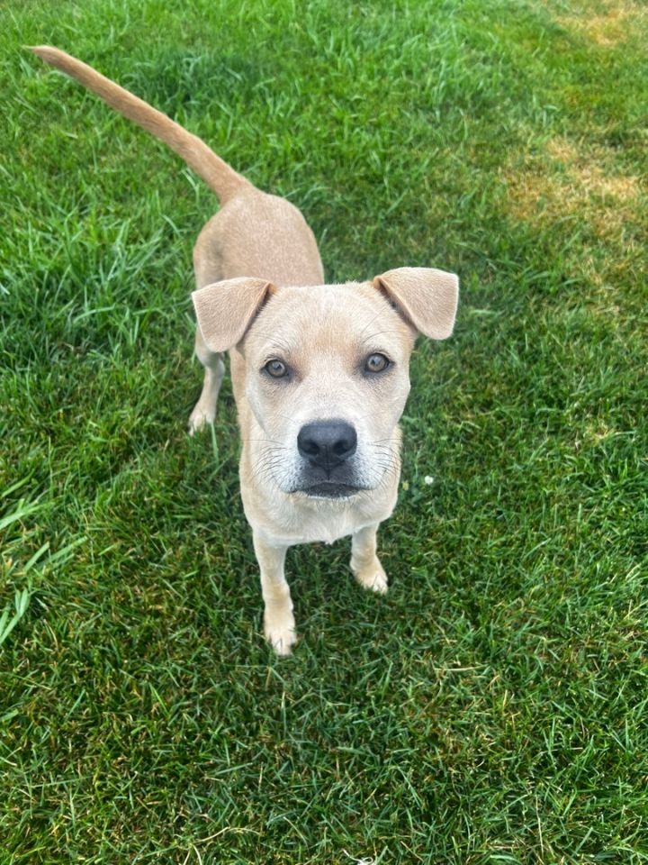 Presley , an adopted Labrador Retriever Mix in Omaha, NE_image-1